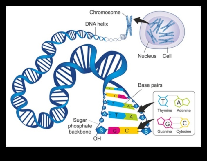 Dietele stilului de viață și influența geneticii asupra rezultatelor