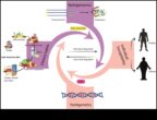 Diete și gene Relația complexă